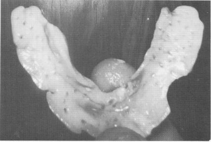 3 Acrylic tray trimmed & holes punched, & painted with rubber adhesives